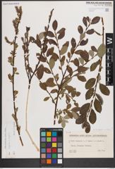 Foto von Salix caprea L. x Salix repens L.